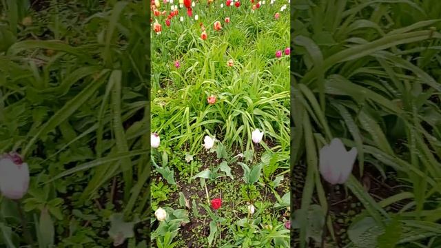 ✨Хорошего дня, ❤доброго вечера🌷🌷🌷#добрыйдень#добрыйвечер#добро#newvideo#позитив#тюльпаны# смотреть онлайн