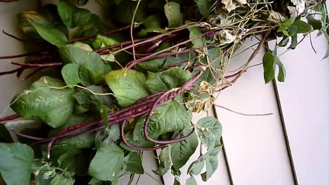 Dr. Ron's garden tour, Sept. 2020 смотреть онлайн