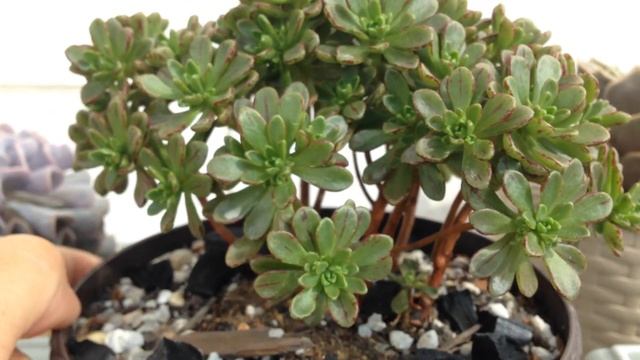 AEONIUM SEDIFOLIUM EM FORMA DE ARVORE