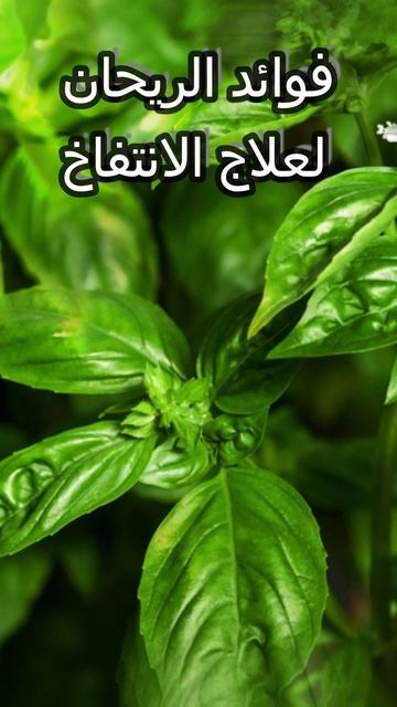 فوائد الريحان لعلاج الانتفاخ смотреть онлайн