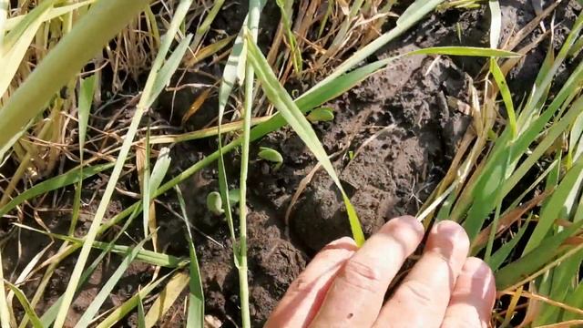 Соя органик no till 2020 прикатывание смотреть онлайн