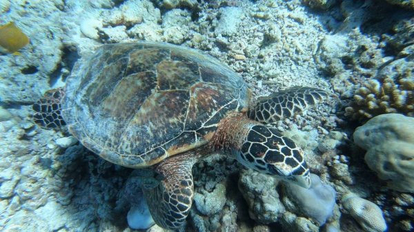 Мальдивы 2024
https://artberega.ru/