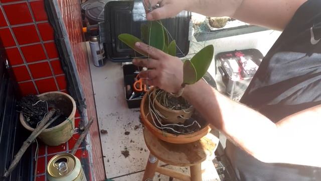 Replantio cattleya Karina Durigan смотреть онлайн