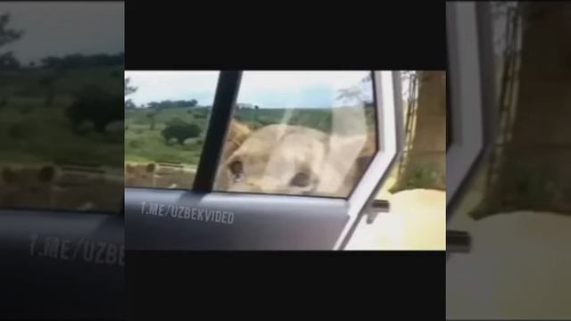 САЛАМ АЛЕЙКУМ АЛЕЙКУМ САЛАМ ТИК ТОК ВИДЕО ПРИКОЛ смотреть онлайн