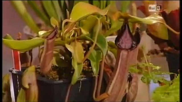 Piante Carnivore - Geo&Geo смотреть онлайн