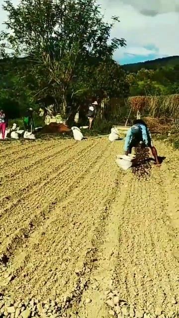 Bakbakan na buhaygulaykid farmers onion смотреть онлайн