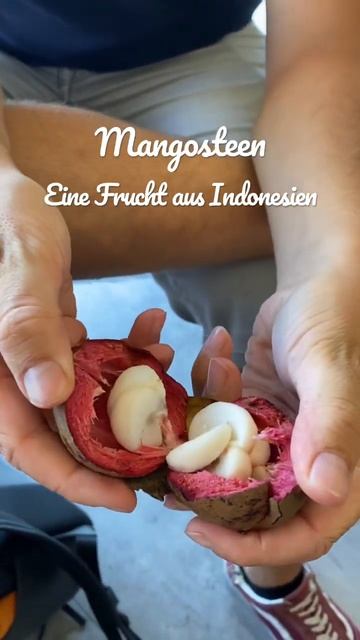 Mangosteen 🤍 #fruit #frucht #indonesien #weltreise #bali #travel смотреть онлайн
