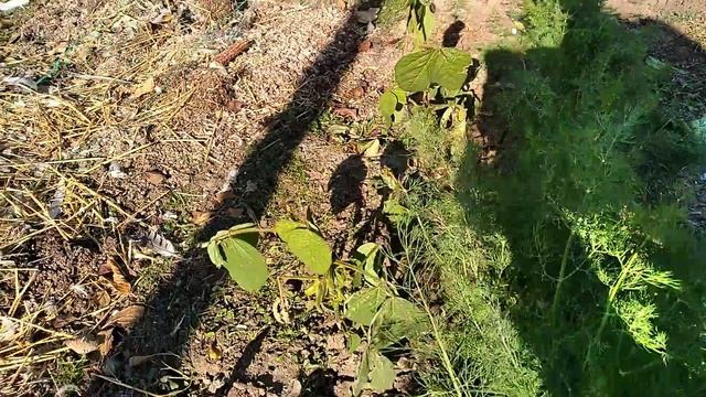 соя эксперимент2 середина ноября смотреть онлайн