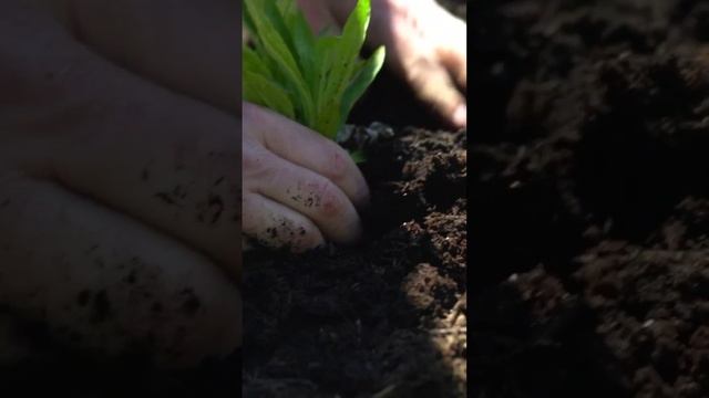 Customer Testimonial: Kari #shorts #nativeplants #gardening #pollinatorgarden смотреть онлайн