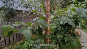 Как спасти грушу после вымерзания?