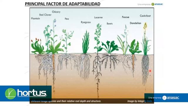 Principales forrajes para la sierra смотреть онлайн