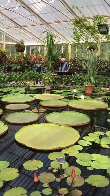 Beautiful Kew Gardens giant water lily смотреть онлайн