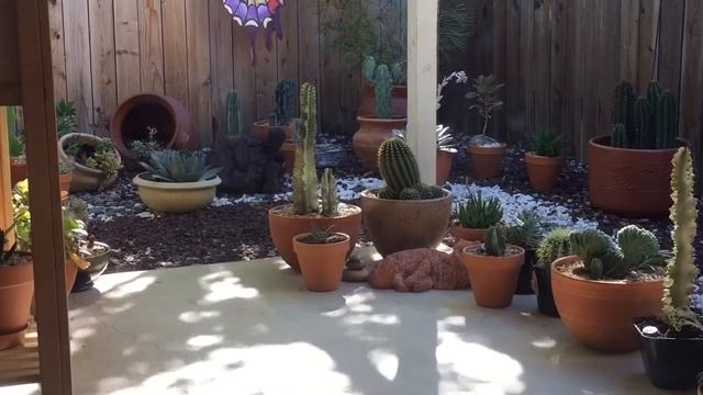 Creating, maintaining, and keeping a beautiful and healthy cactus and succulents garden. смотреть онлайн