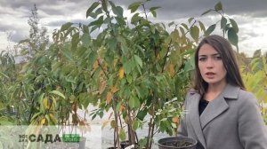 Жимолость Сибирячка описание и характеристики сорта