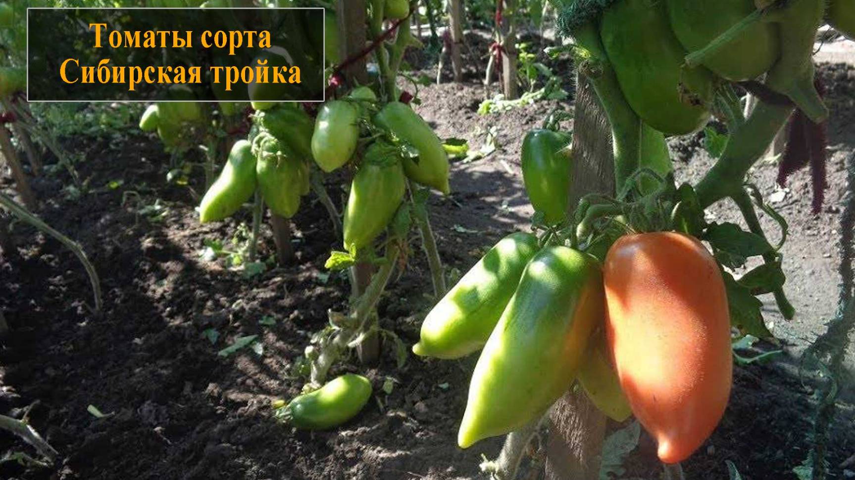 Томат сорта Сибирская тройка смотреть онлайн