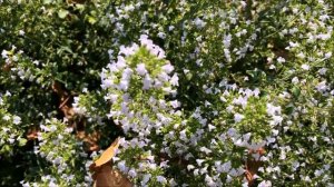 Calaminth - Calamintha nepeta