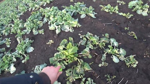 МІЙ ПЕРШИЙ РАПС смотреть онлайн