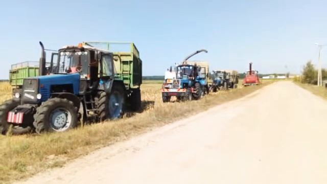 Кукуруза В Беларуси смотреть онлайн