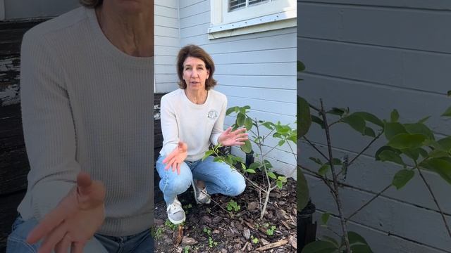 Guide to Choose the Right Magnolia Tree for You! смотреть онлайн