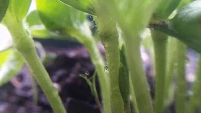 Observando crecimiento de plantas смотреть онлайн