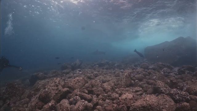 Galapagos Sealions смотреть онлайн