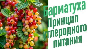 Углеродное питание.