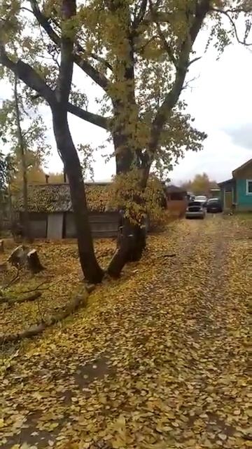 арбориста сорвало с дерева, арбористика, как делать не надо смотреть онлайн