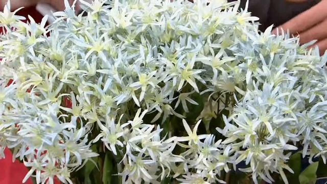 Roberta's 4-piece Amsonia Arkansas Blue Star on QVC смотреть онлайн