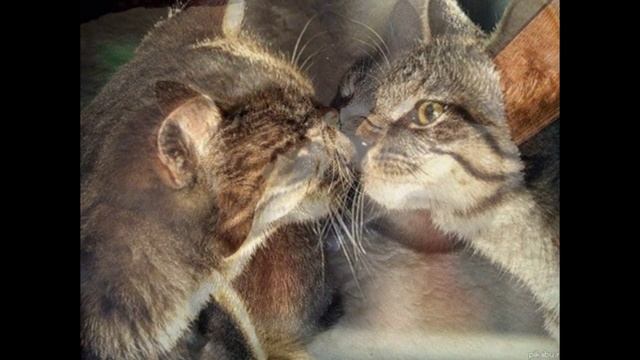 Кошачьи нежности смотреть онлайн