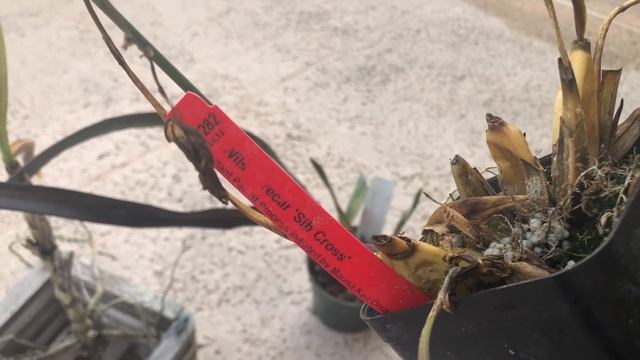 Orchids That Have Passed, R.I.P. Orchids