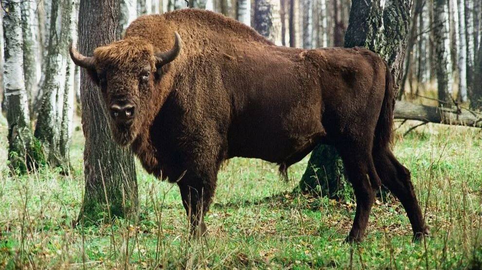Почему зубр занесен в Красную книгу и где его можно встретить? смотреть онлайн