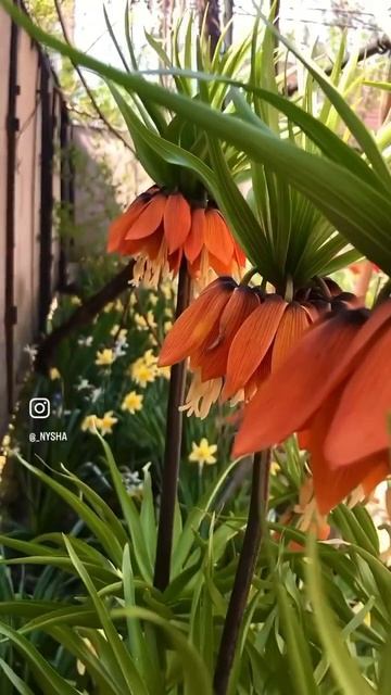 Царская корона 👑 в моем саду 😍 #красота #цветы #сад #shorts смотреть онлайн