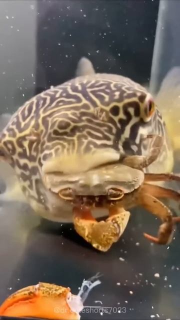 The Difference between Pufferfish and Porcupinefish смотреть онлайн