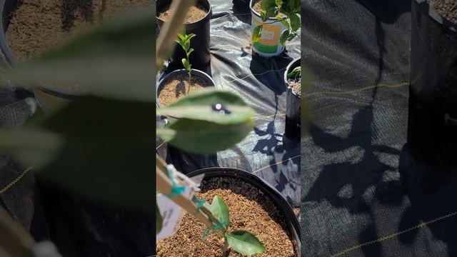 Growing Citrus Trees in Containers - Kishu Mandarin protecting it from leafminers смотреть онлайн