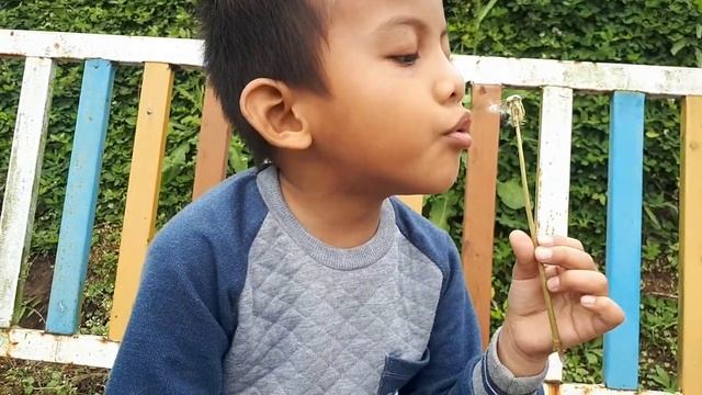 BUNGA DANDELION Atau BUNGA RANDA TAPAK Yang Bisa Ditiup