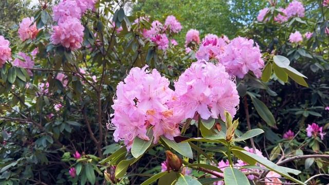 Heaven on earth.. Isabella plantation in Richmond park … visit 20th May 2023 mindful walking tour смотреть онлайн