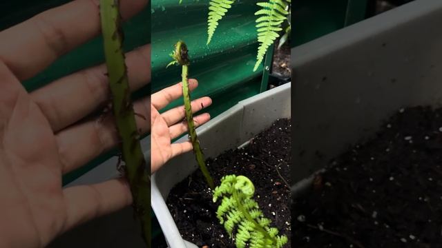 ผักกูดฝรั่งหรือFiddleheads Fern เฟิร์นกินได้2สายพันธุ์ Ostrich Fern กับ Lady Fern ต่างกันยังงัย смотреть онлайн