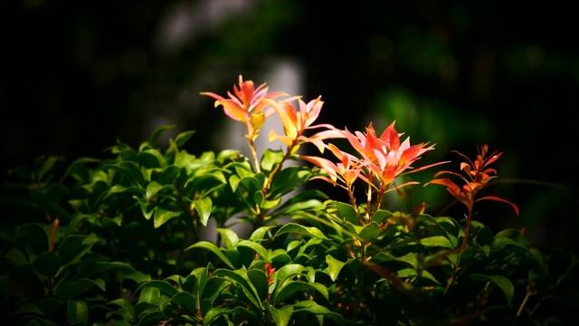 1046#木#アセビ[馬酔木]#小山内裏公園#Tree#Pieris japonica#Oyamadairi Park#20210826 смотреть онлайн