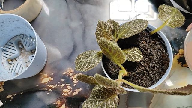 Расцвела моя глаксинья!!! Посадка цветов эписций))) красивая спокойная музыка))). смотреть онлайн