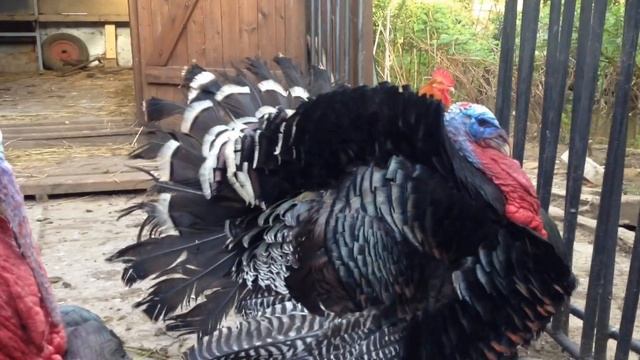 Утро в деревне с Петром Сиваком смотреть онлайн