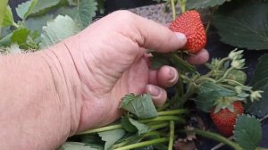 Клубника Москова обзор урожайности