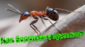 Профессор Кашковский про борьбу с муравьями