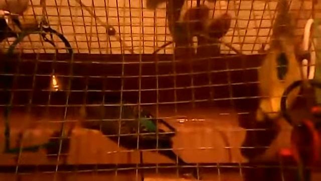 маленький извращенец, Голубчик. смотреть онлайн