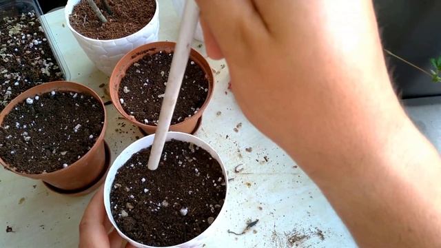 "PEMBE AŞKIN GÖZYAŞI" ÇİÇEĞİNİ 🌺 KOLAYCA ÇOĞALTIN 💯🌱 смотреть онлайн