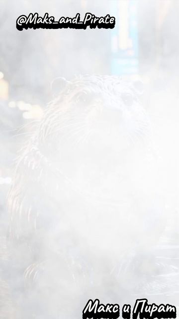 Веселый бобёр смотреть онлайн