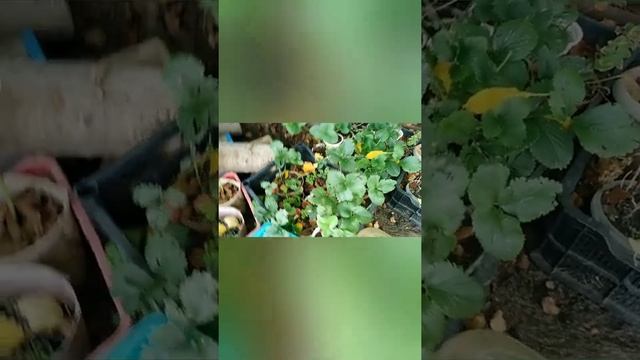 09.08.22.Сев Казахстан. Ч. 402. смотреть онлайн