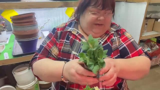 Купили рассаду цветов Что делать смотреть онлайн