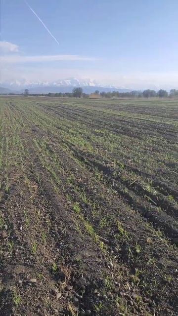 Люцерна под покров ячменя. результат на 15 день. смотреть онлайн