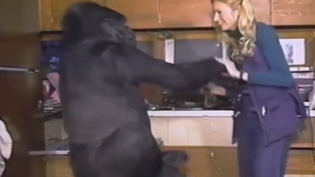 5 Горилла Коко смотреть онлайн