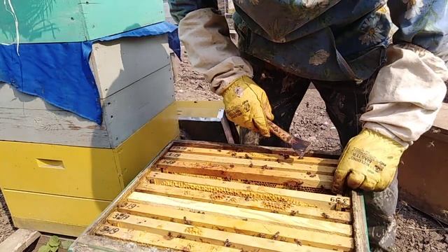 Пчеловождения в 10 рамочньіх ДАДАН/Пчеловодство смотреть онлайн